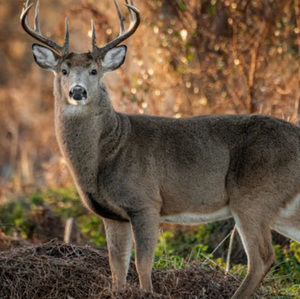 Meet your Posher, Hailey